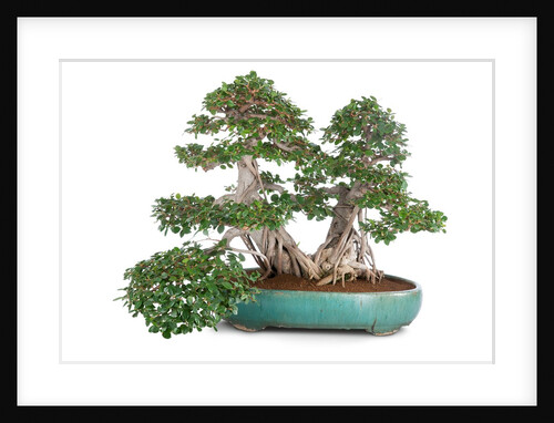 bonsai ficus by Anonymous