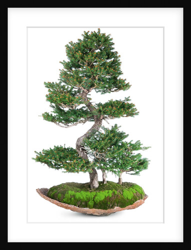bonsai by Anonymous