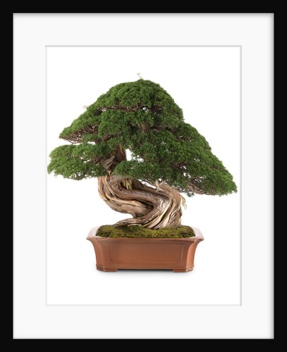 bonsai juniper by Anonymous
