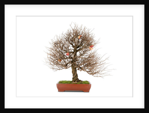 pomgranate bonsai by Anonymous