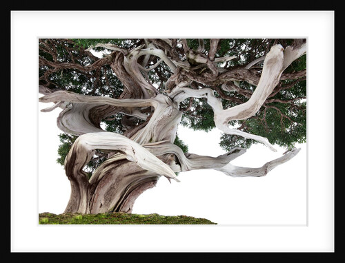 bonsai juniper by Anonymous