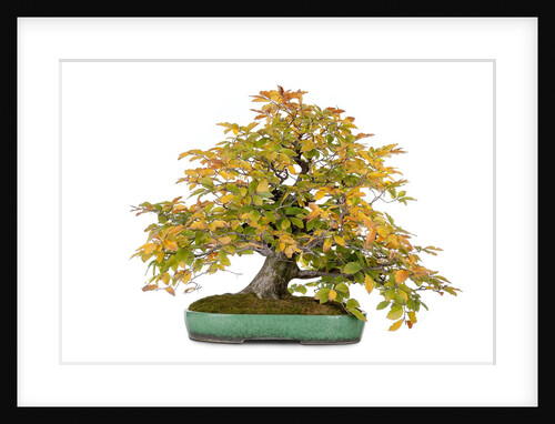 bonsai by Anonymous