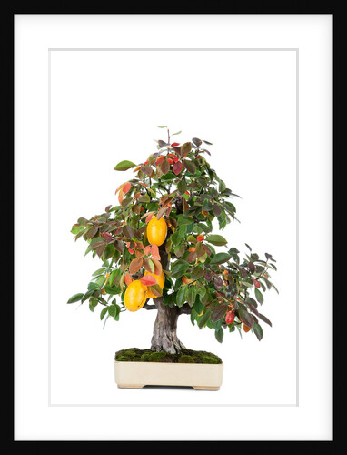 bonsai by Anonymous