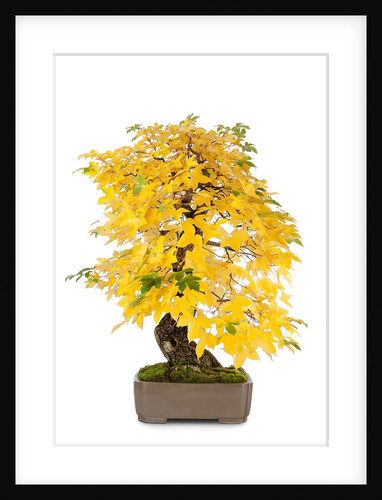bonsai by Anonymous