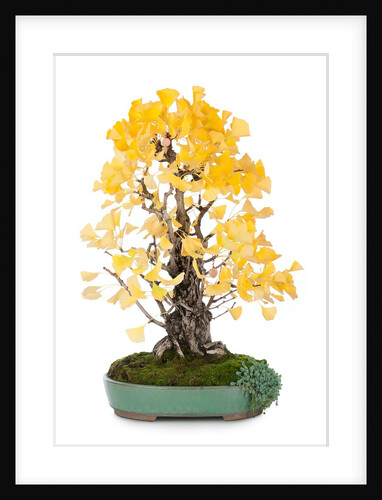 bonsai ginko biloba by Anonymous