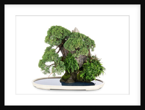 bonsai by Anonymous