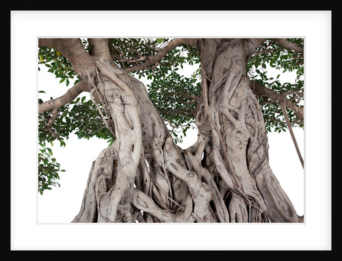 bonsai ficus by Anonymous