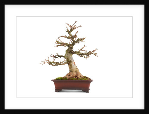 bonsai acer by Anonymous
