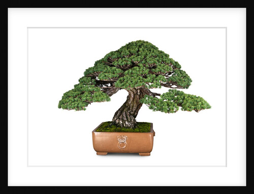 bonsai by Anonymous