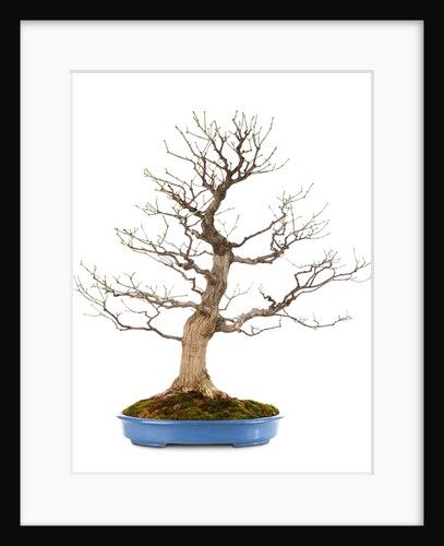 bonsai by Anonymous