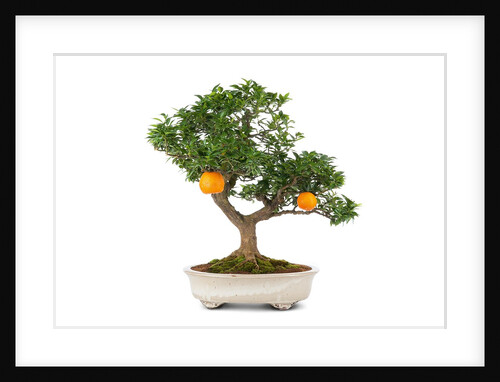 bonsai by Anonymous