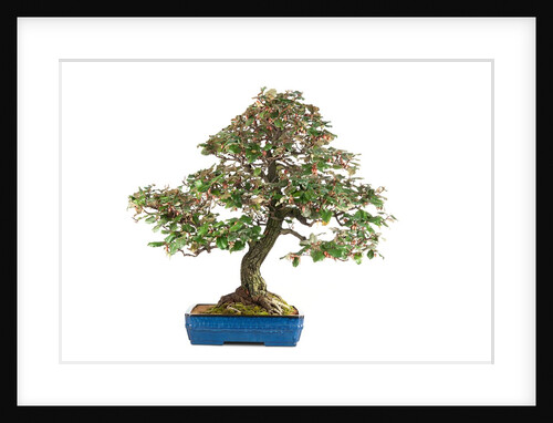 bonsai by Anonymous