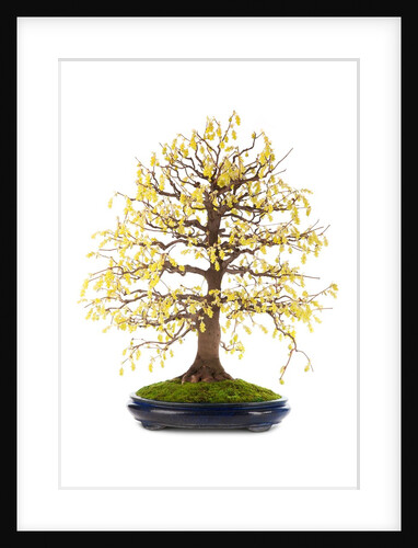 bonsai by Anonymous