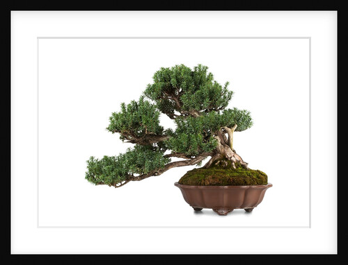 bonsai by Anonymous