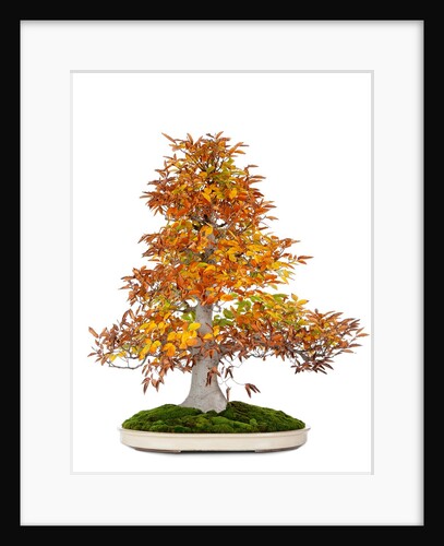 bonsai by Anonymous