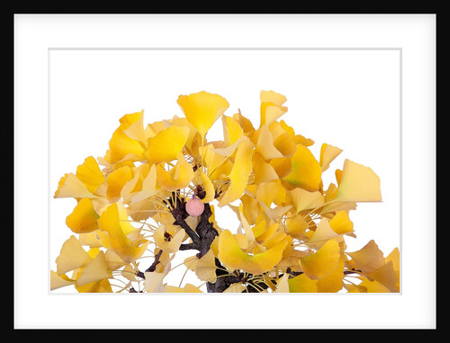 bonsai ginko biloba by Anonymous