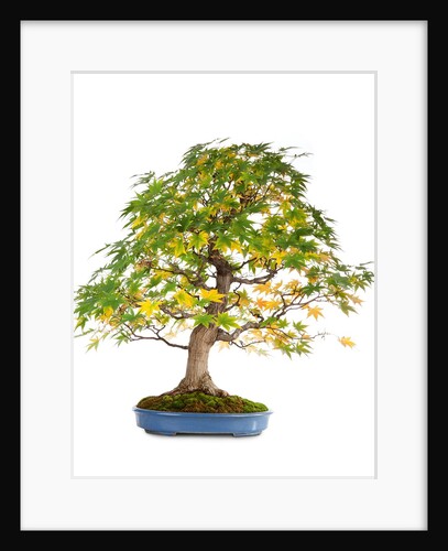 bonsai by Anonymous