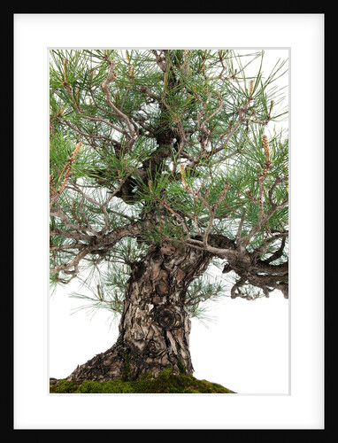 bonsai by Anonymous