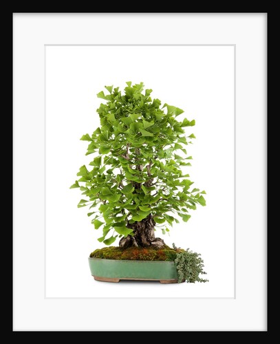 bonsai ginko biloba by Anonymous