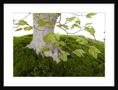 bonsai by Anonymous
