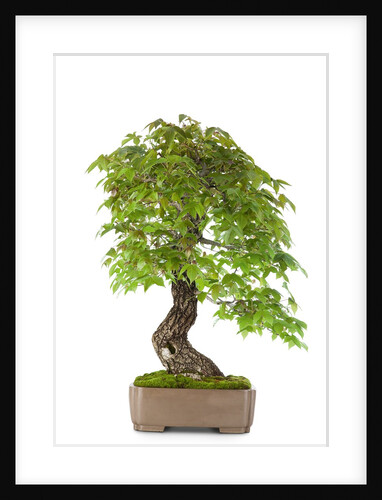 bonsai by Anonymous