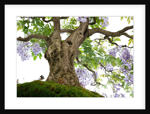 bonsai by Anonymous