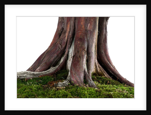bonsai by Anonymous