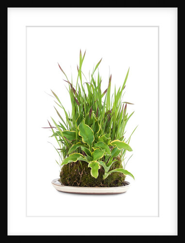 bonsai by Anonymous