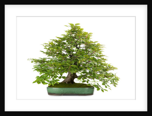 bonsai by Anonymous