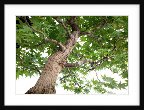 bonsai by Anonymous