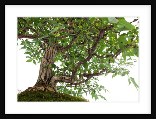 bonsai by Anonymous