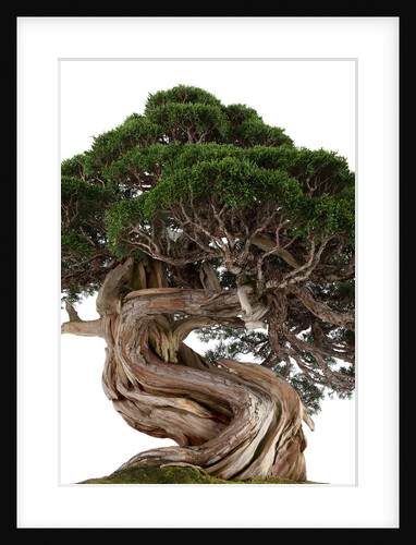 bonsai by Anonymous