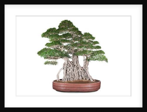 bonsai by Anonymous