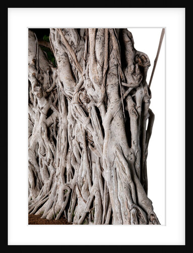bonsai by Anonymous
