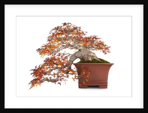 bonsai by Anonymous