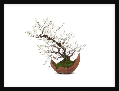 bonsai by Anonymous