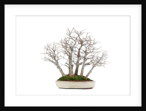 bonsai by Anonymous