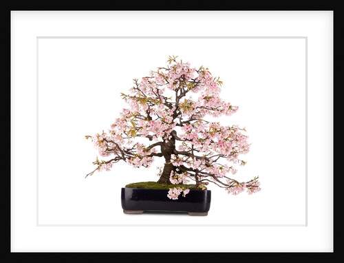 bonsai by Anonymous