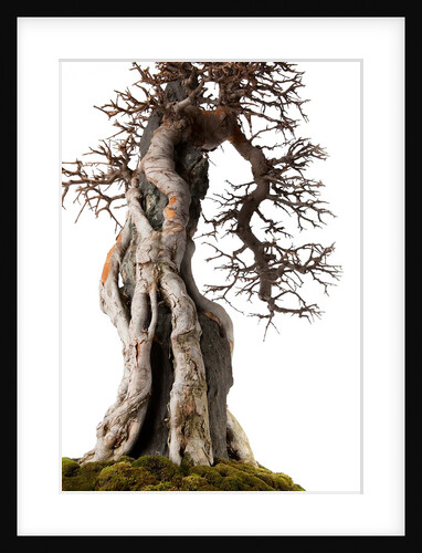 bonsai by Anonymous