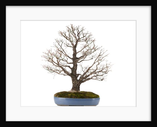bonsai by Anonymous