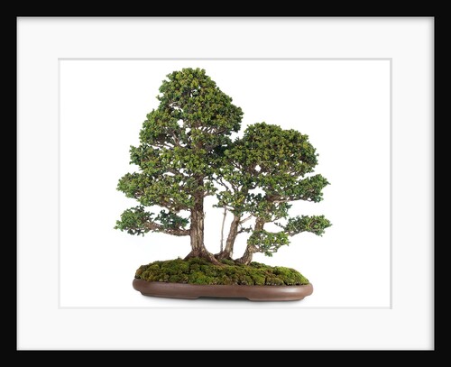 bonsai by Anonymous