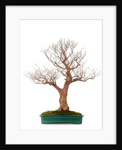 bonsai by Anonymous