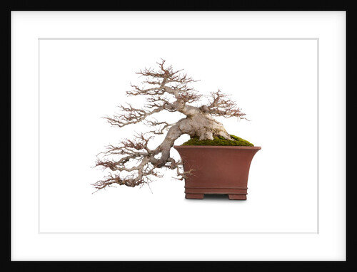 bonsai by Anonymous