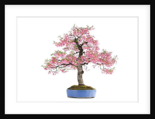 bonsai by Anonymous