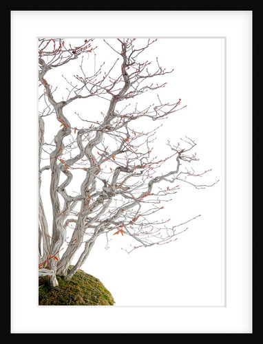bonsai by Anonymous