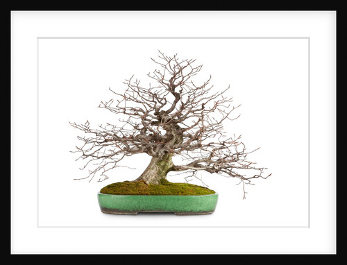 bonsai by Anonymous