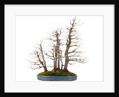 bonsai by Anonymous