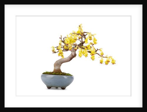 bonsai by Anonymous