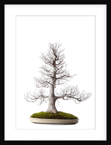 bonsai by Anonymous