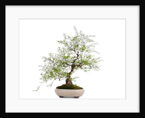 bonsai by Anonymous